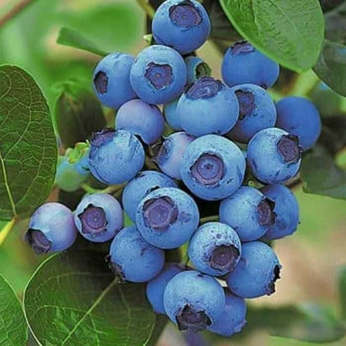 Butas de Afin pt plantat, soi Golgoldtraube,