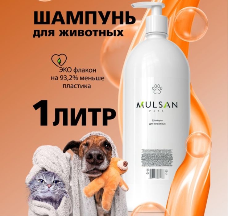 Шотландский вислоухий