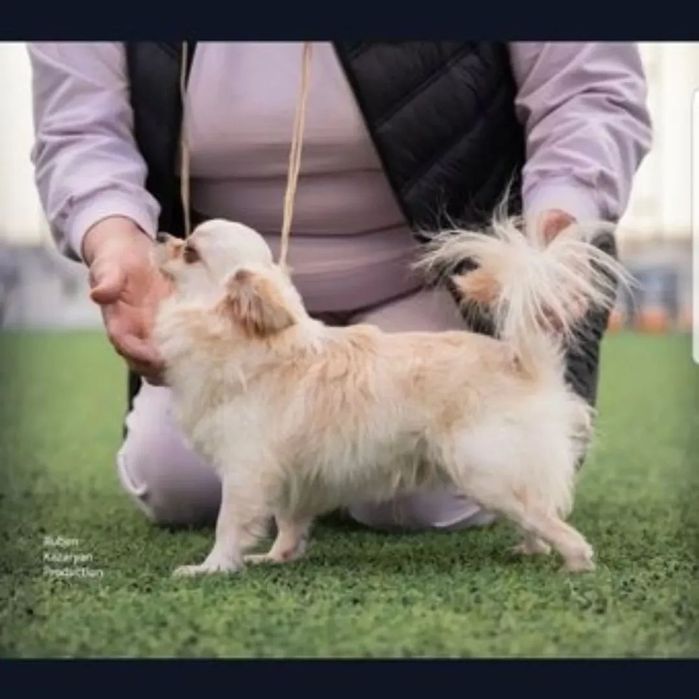 Красотка девочка чихуахуа