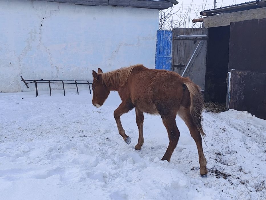 Продам жеребчик 8 Месяцев