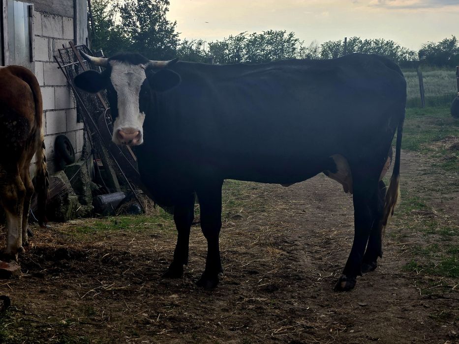 Vand Vaca tanara Baltata romaneasca