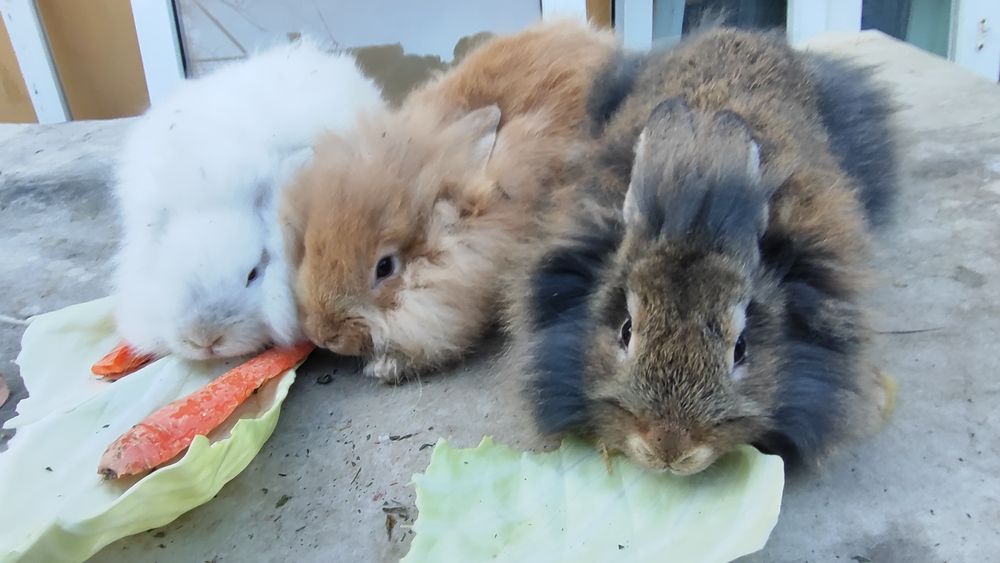 Iepuri Angora, Cap de Leu & Belgian
