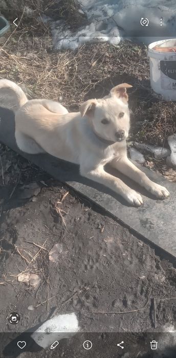 Отдам умную девочку. г.Рудный.