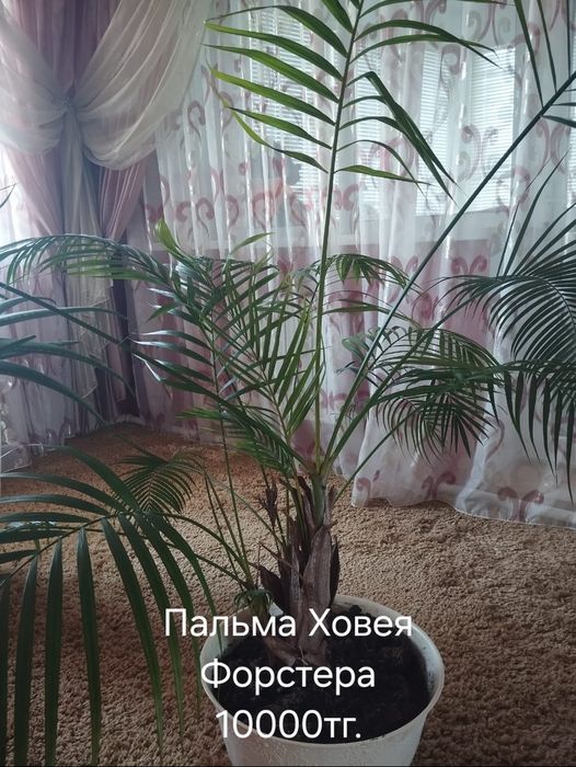 Комнатные растения