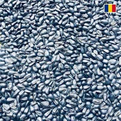 Floarea soarelui Suria F1, hibrid clearfield