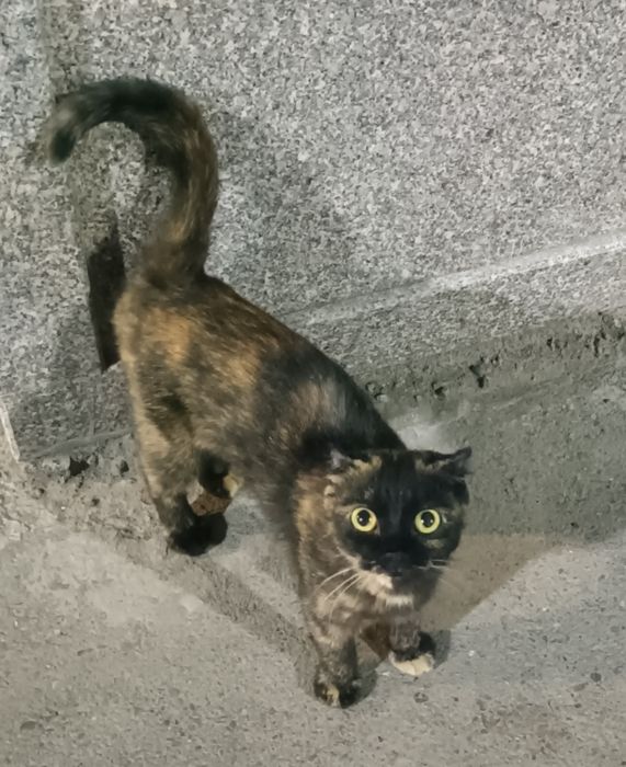 Кошка оддам в добрым рукам