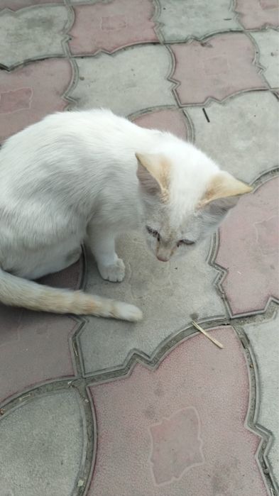 Котята бесплатно