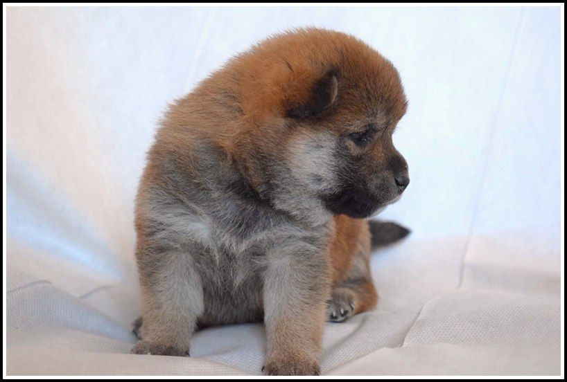 японская шиба на продажу