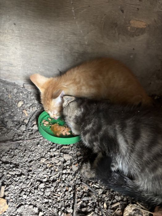 СРОЧНО   котята.