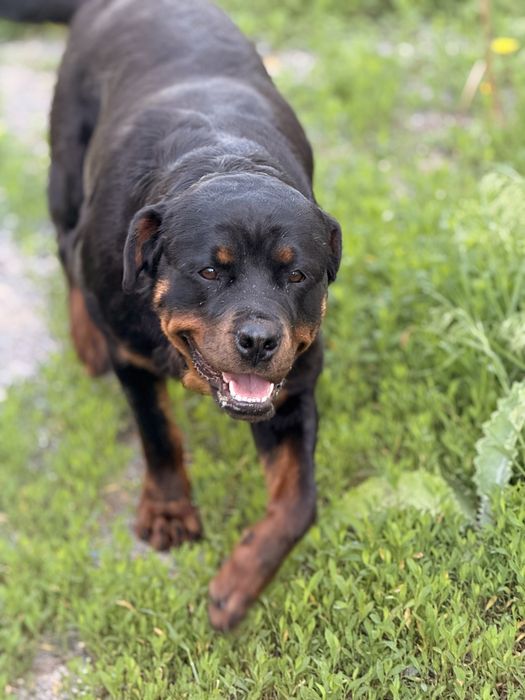 Девочка  Ротвейлер  2 года