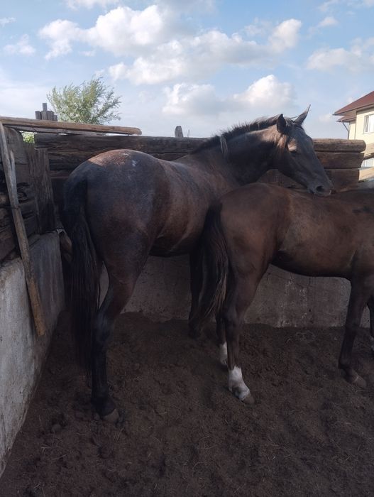 Продам 2 годовалую кабылу