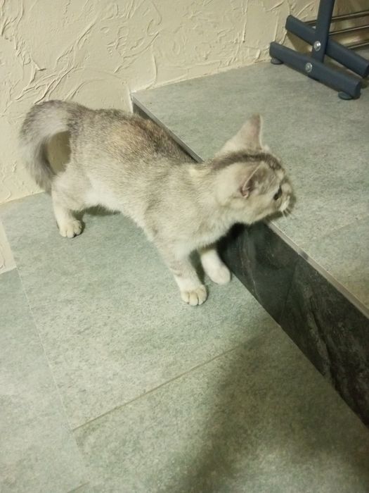 Британская серебристая шиншилла