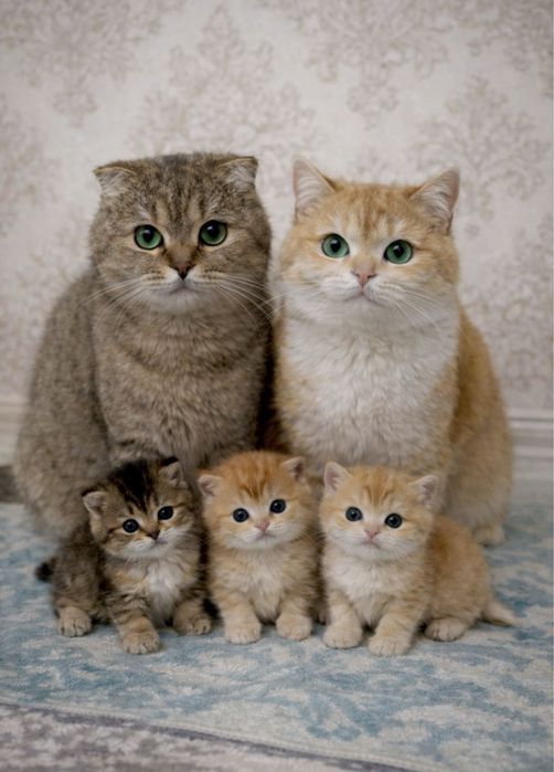 Британский Шиншилла Чистокровный Угл киз