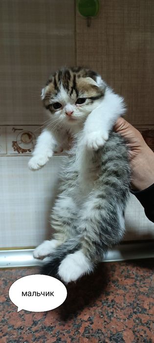 Продаются котята