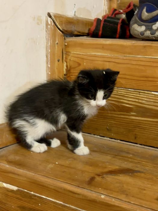 Котенок, мальчик