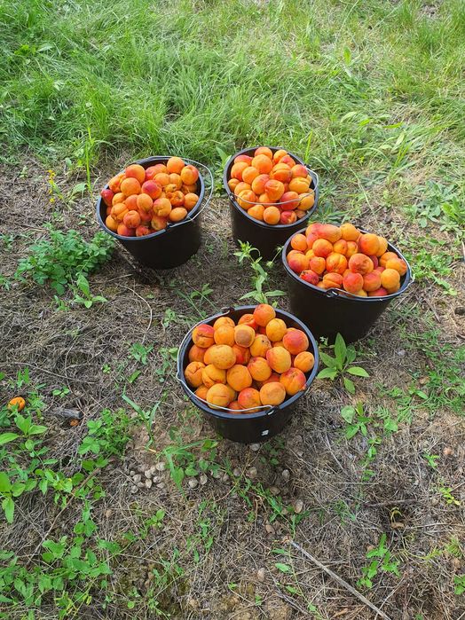 Продавам кайсии за ракия и за ядене