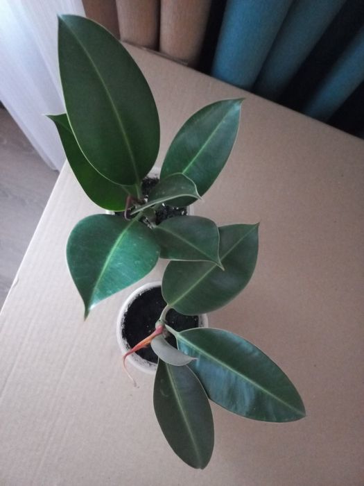 Герань,  толстянка