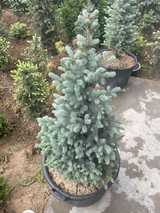 Abdusamat ota archalari Ель голубая archa goluboy serebristiy 0.5m-6m