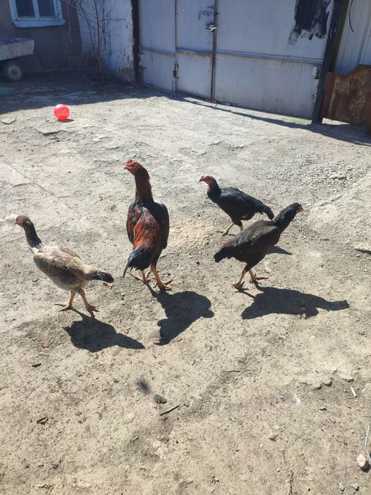 Даканы 3кур 1 петух