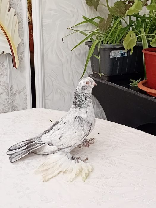 Продаются голуби