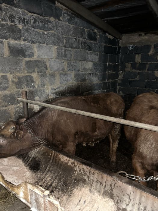 Продается бычки годовалые