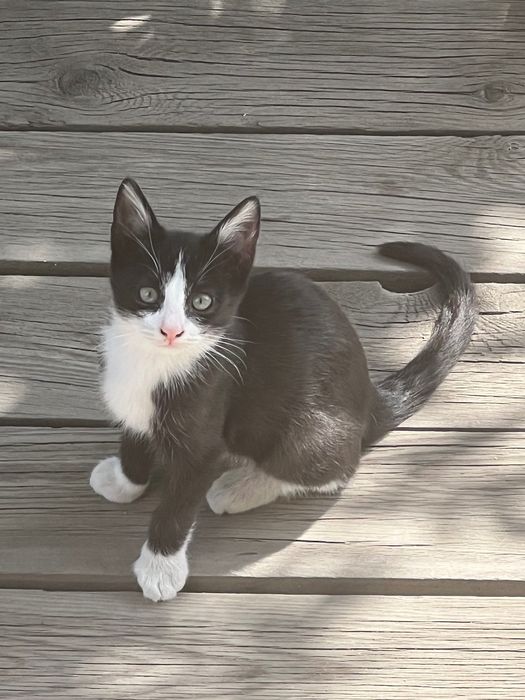 Котенок в хорошие руки
