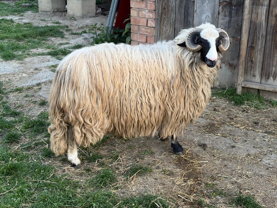 Vând mioare cu miei și berbeci miori