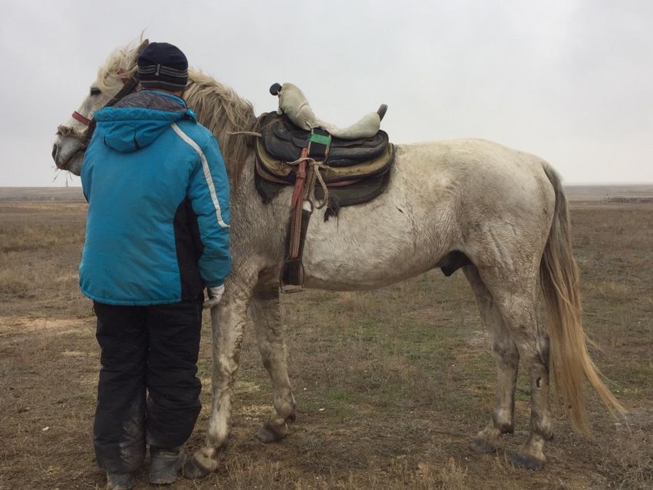 Жорға айғыр сатылады