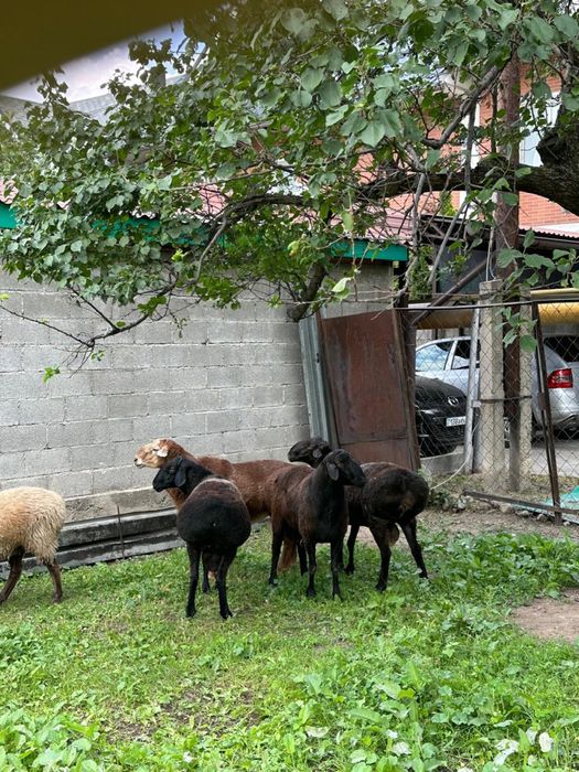 Продам баран хорошие,  жирные