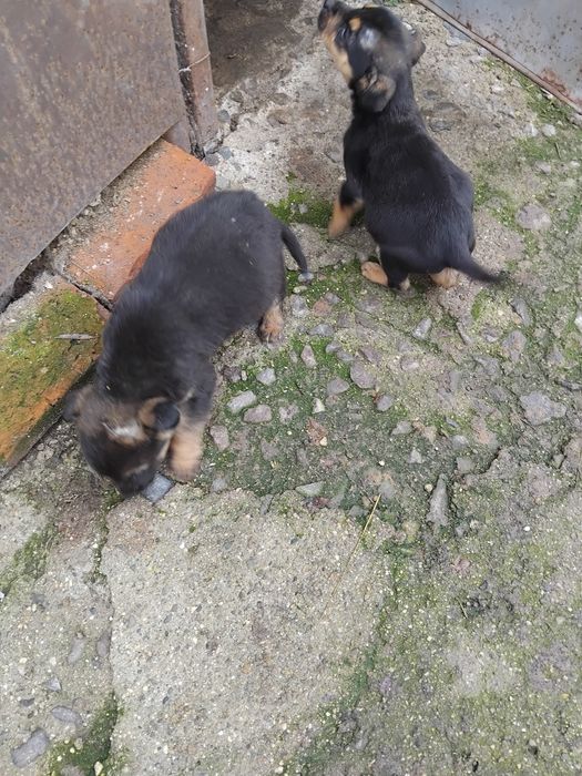 Подарявам кучета