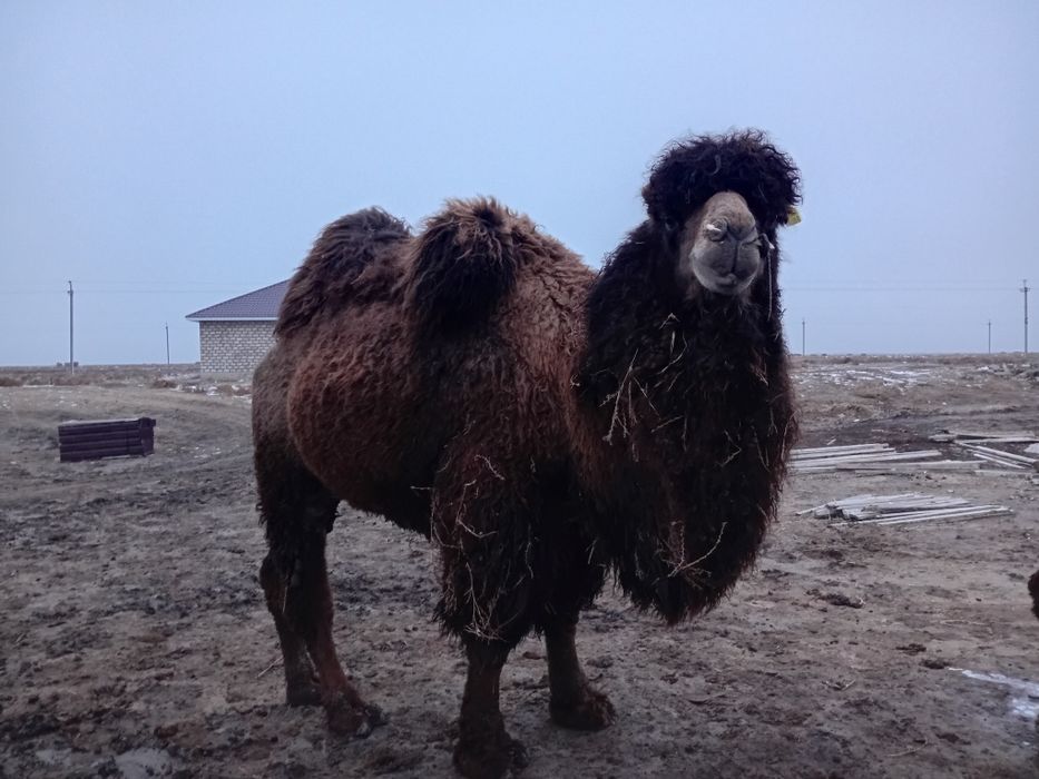 Түйелер сатылады