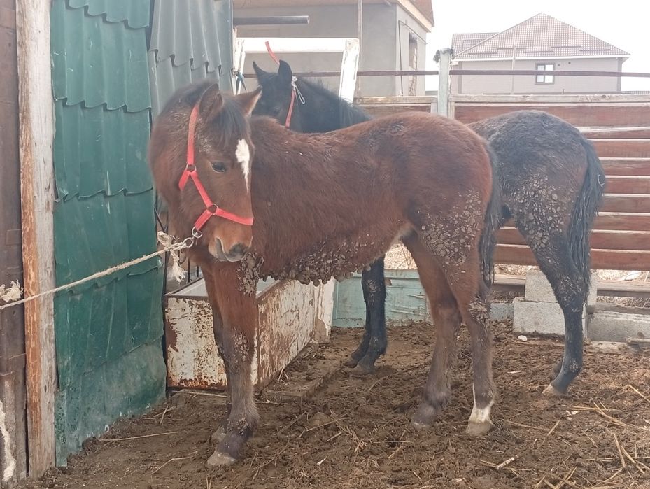 Сатылады семыз тай