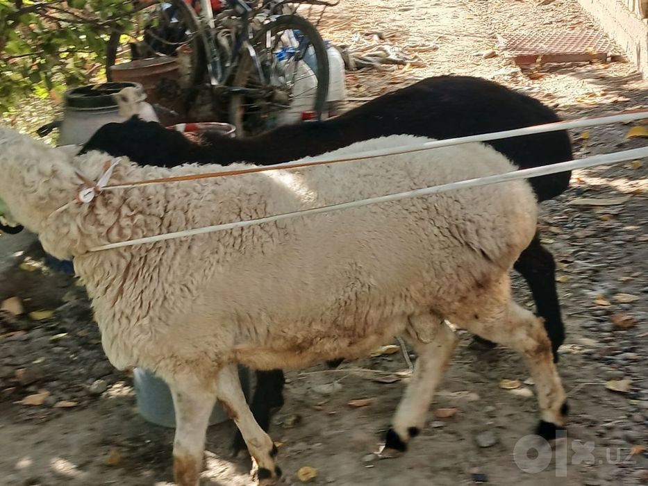 Зоттор казоки эгиз кучкор баррала сотилади