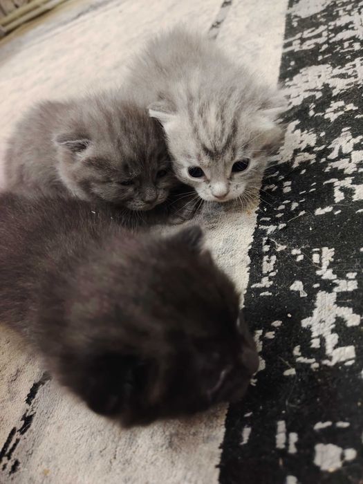 Отдам котят в добрые руки