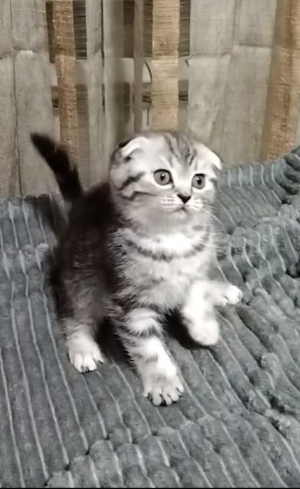 Две Шотландские вислоухие девочки.