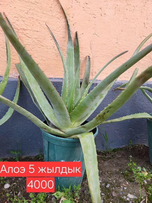 Алоэ уй гулдері.