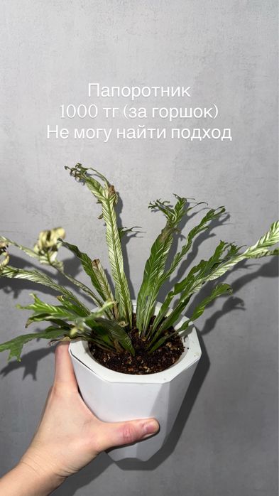 Комнатные растения цветы домашние