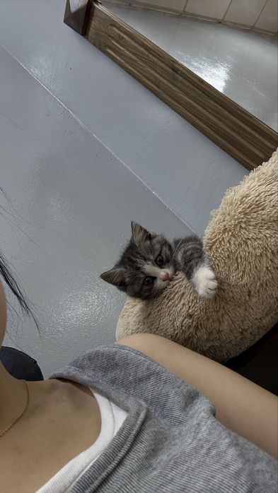 Котенок 2,5 месяца