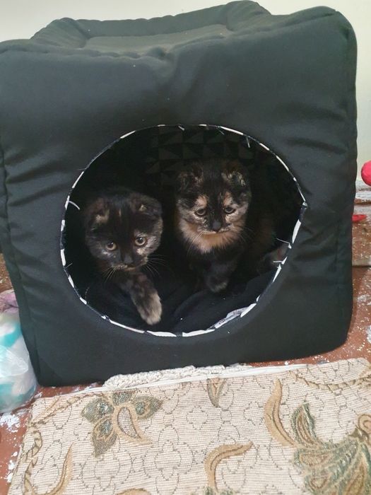 Шатланский скотиш фолд