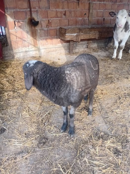 Miel De vanzare Cintei