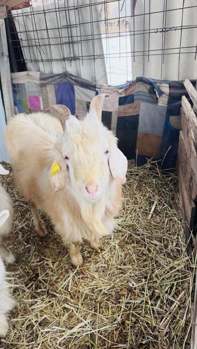 Продам козу стельную и козла