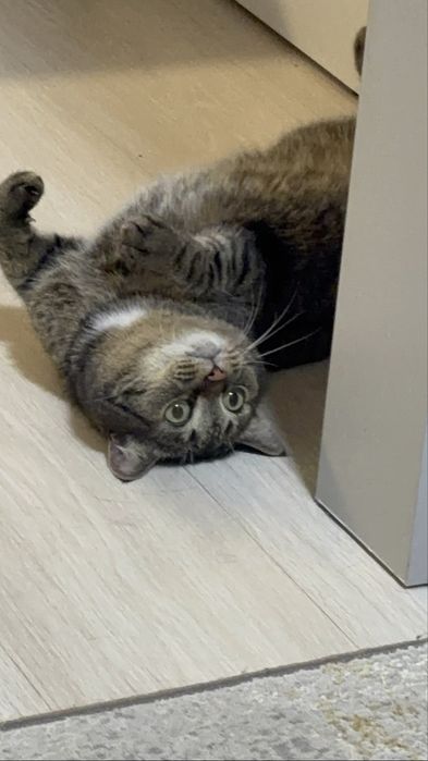 Отдам в хорошие и добрые руки