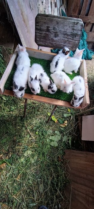Iepuri rasa pitică cap de leu toy