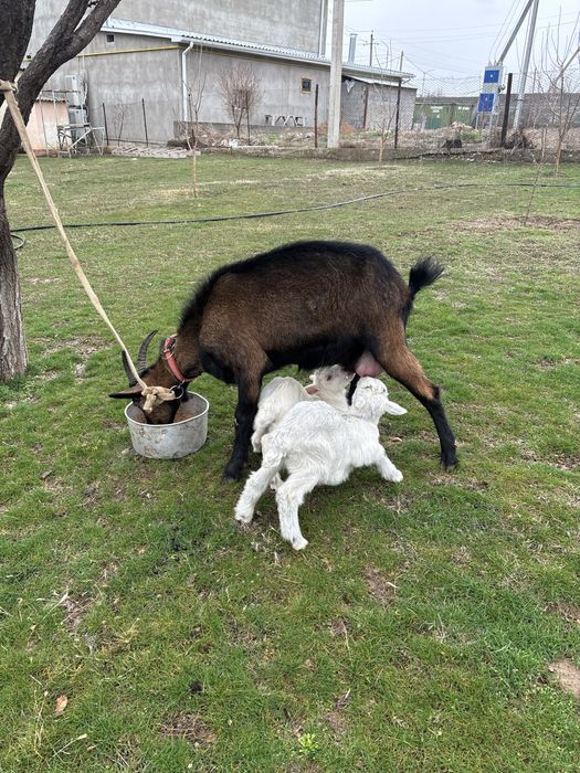 Ешкі 2 лағымен  сүтті күніне 2 литр сүтті бар