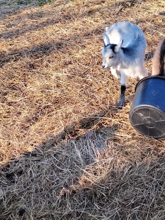 Vând capra buna de lapte