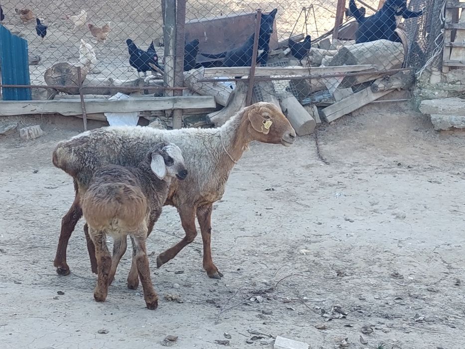 Жас қозылы қой сатылады