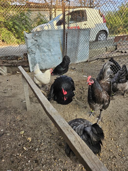 Разплодни яйца от черен и син австралорп