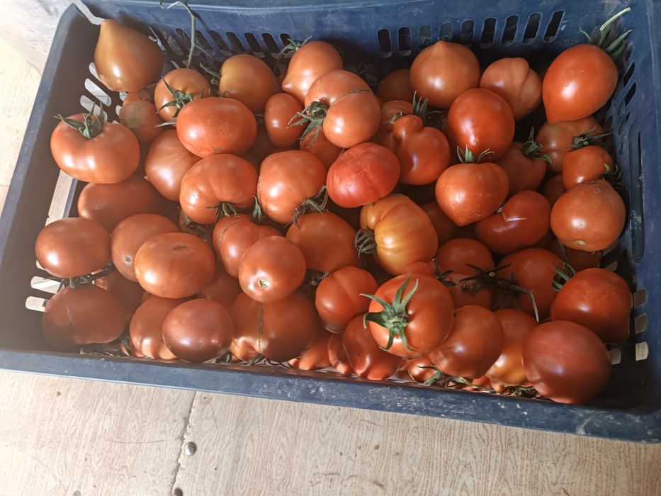 Продам домашние помидоры