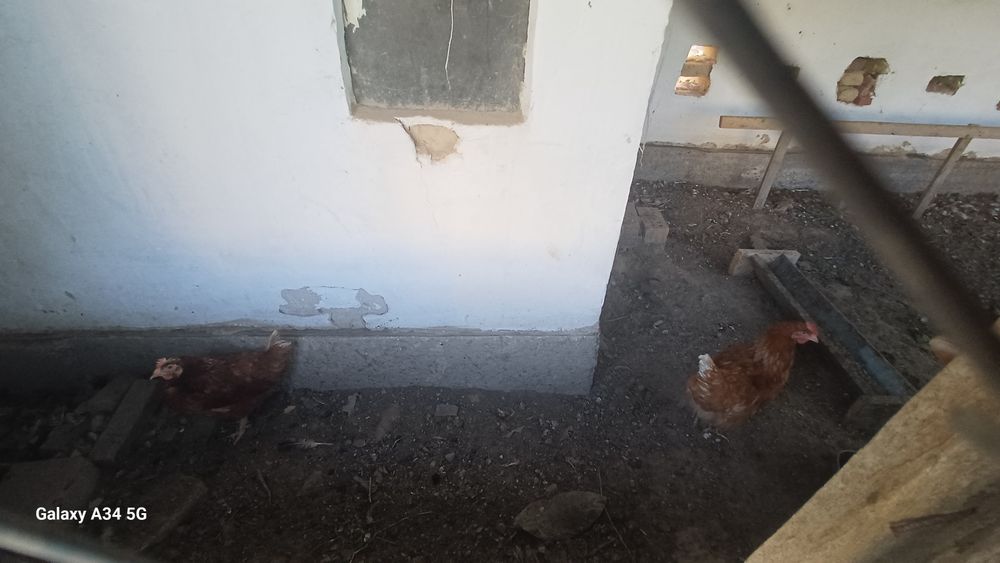 Продается 7 куриц,1 петух
