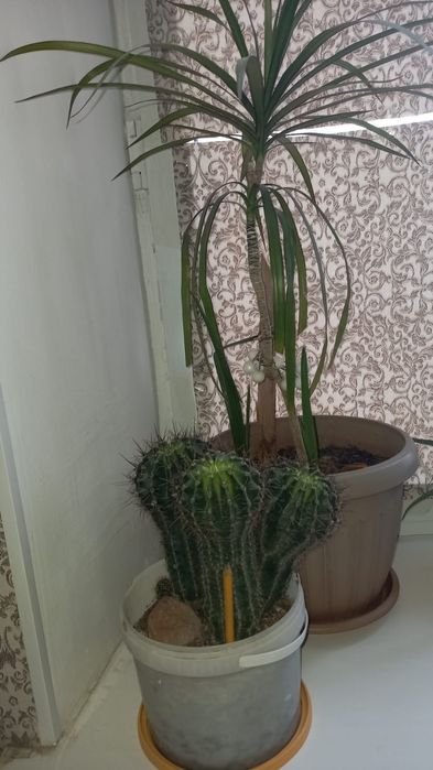 Лечебное Алое домашнее